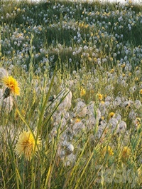 Spring summer field grass with white and yellow dandelions
