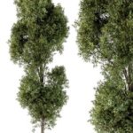 Tree Green Maple – Set 98