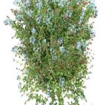 New Plant Ceratostigma Plumbaginoides Bleiwurz Box