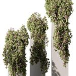 Hanging Plant in Box – Outdoor Plants 454