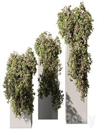 Hanging Plant in Box - Outdoor Plants 454