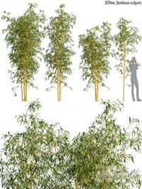 Bambusa vulgaris 01