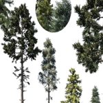 coniferous tree set 1