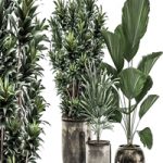 Plant Collection 531. Dracaena, Likuala, palm tree, rapis, black flowerpot, luxury pot, flowerpot