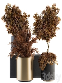 indoor Plant Set 91 - Black and Gold (Red Plant)