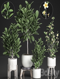 Plant Collection 560. Plumeria, frangipani, flower, ornamental tree, indoor plants, white flowerpot