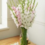 Gladiolus