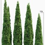 Thuja