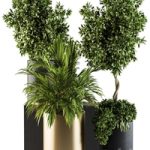 indoor Plant Set 90 – Black and Gold