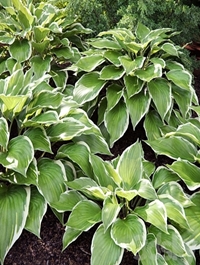 Hosta