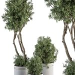 indoor Plant Set 309 – Needle Tree and Bush Set in pot