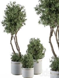 indoor Plant Set 309 - Needle Tree and Bush Set in pot