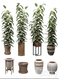Ficuses in pots