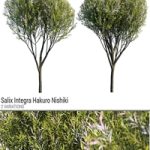 Salix Integra Hakuro Nishiki