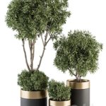 indoor Plant Set 361- Tree and Plant Set in pot
