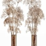 Dry flowers 7 Heracleum