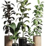 Ficus – Ficus rubbery plant 165_dirty wooden and plastic pots