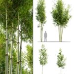 Four bamboo tree