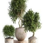 Outdoor plant in concrete pot 12