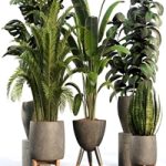 bamboo-Censoria-Indoor plant set 01