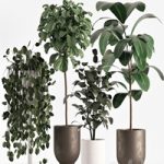 collecton03-ficus plants