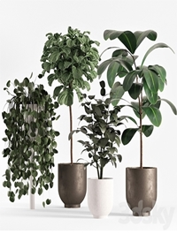 collecton03-ficus plants
