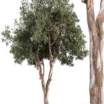 RedGum Tree – Tree Set 175