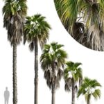 Washingtonia robusta palm (Washingtonia robusta palm)