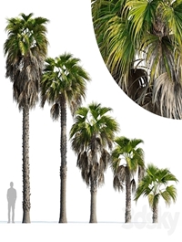 Washingtonia robusta palm (Washingtonia robusta palm)