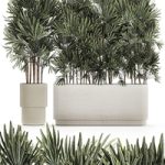 A collection of lush bushes of thickets of plants in modern white pots with palm Rhapis. Set 1356.