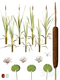 Cattail, water lily, dragonfly