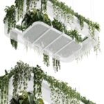 Hanging plants – indoor plant 323 corona