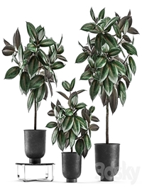 Collection of decorative small trees in black pots Ficus Abidjan, robusta, elastica. Set 848.