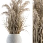 indoor Plant Set 115 – Dried Plant