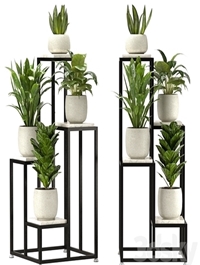 Collection Indoor Plants Set Nim08