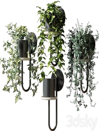 Ampel plants in wall planters CIGALES WALL by Miniforms