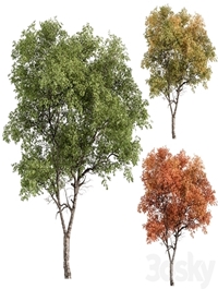 Broadleaf Tree - Tree Set 227