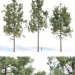 pine trees collection vol 11