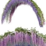 Arch with Wisteria