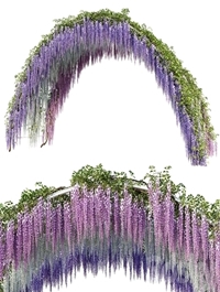 Arch with Wisteria