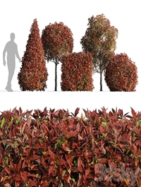 Photinia fraseri Red Robin