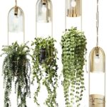 Ampel plants in hanging pots lamps – set 2