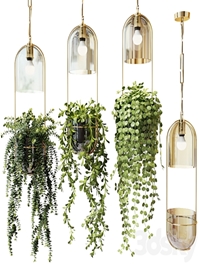 Ampel plants in hanging pots lamps - set 2
