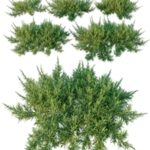 Juniperus sabina | Scandia juniper