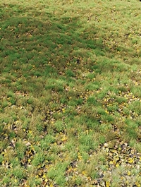 Autumn Grass 01