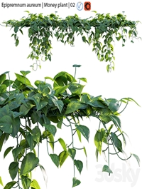 Epipremnum aureum - Money plant - 02