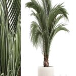 A beautiful indoor palm tree in a modern Areca pot, Hovea. 1225