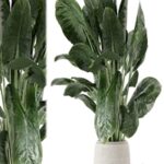 Indoor Plants in Handmade Stone Pot – Set 1797