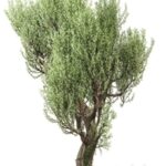 Olive Tree With Vines