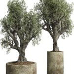 Collection outdoor plant 38 pot old olive tree concrete old vase